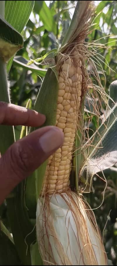 chattha seed 125