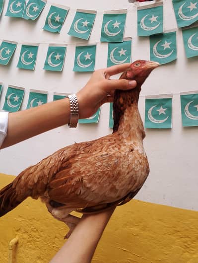 is ki qwali ti bohot achi he or ye bohot betareen he