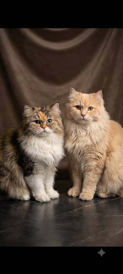 Purebred Persian Cat Pair (Peke Calico & Fawn Male)