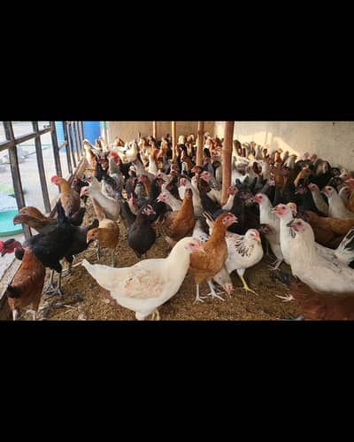 Golden Misri hens / Golden misri murghi / Egg Laying hens