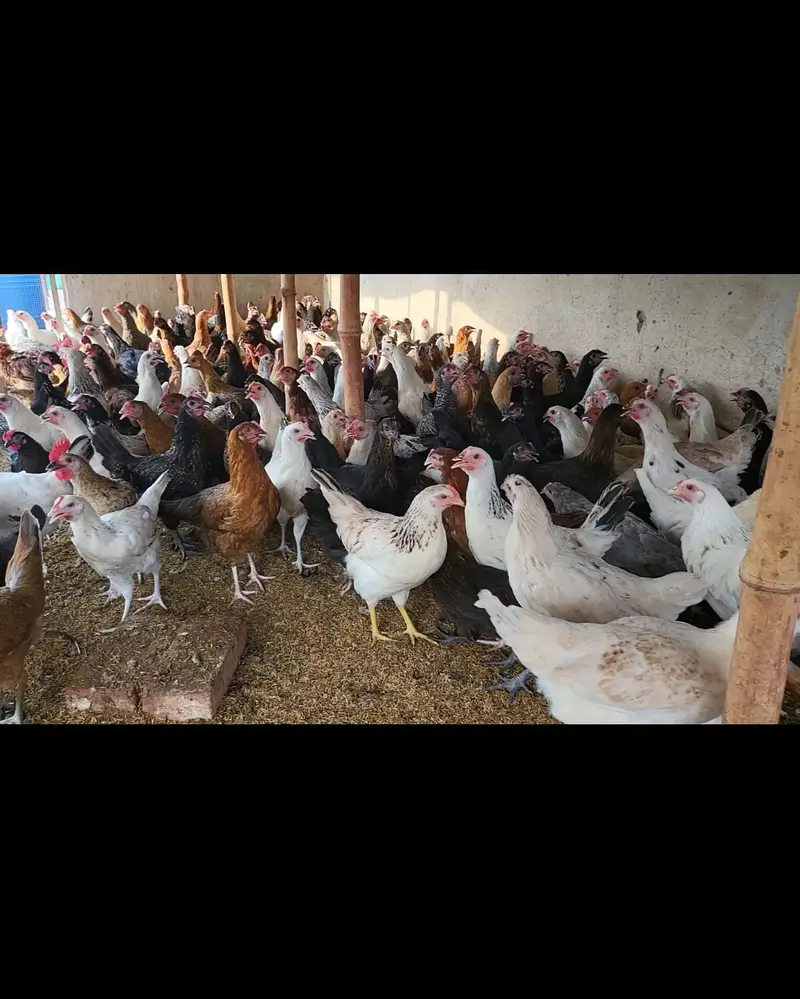 Golden Misri hens / Golden misri murghi / Egg Laying hens — photo 2