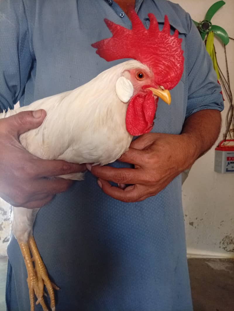 مرغا سفید کا لب کا 0