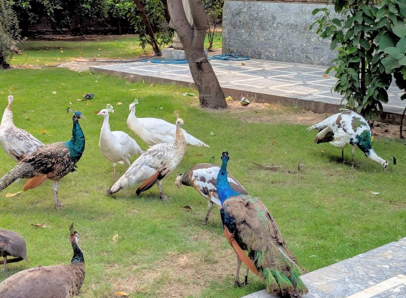 peacock 0