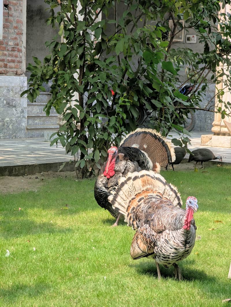 peacock 2
