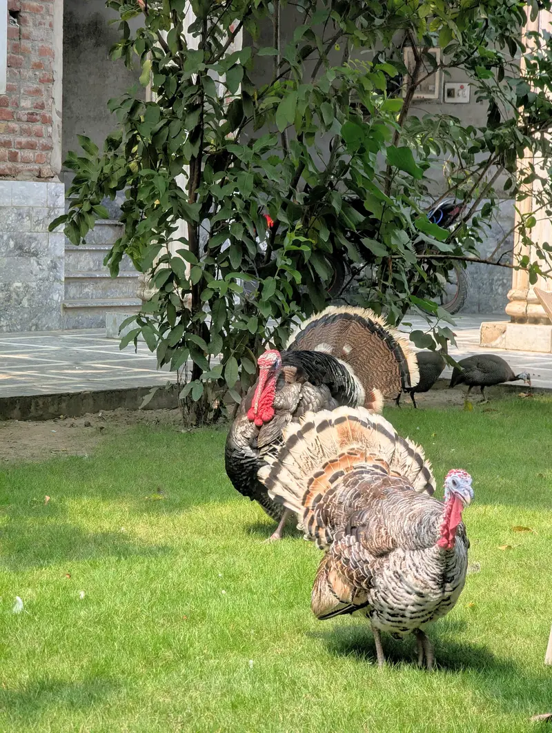 peacock — photo 3