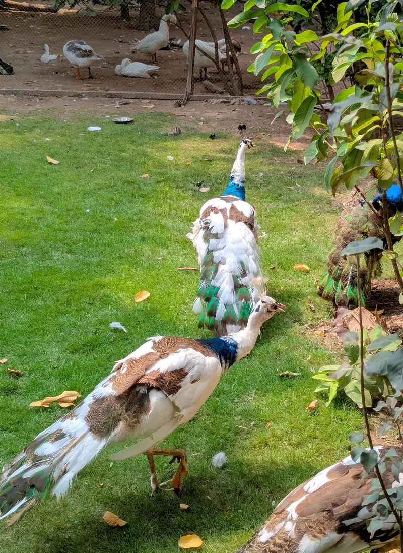 peacock — photo 5