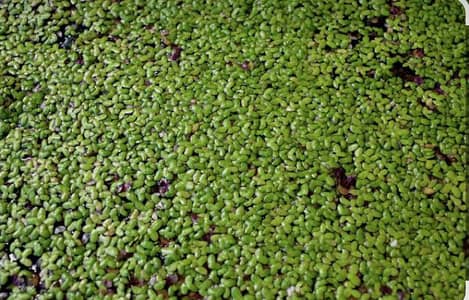 duckweed