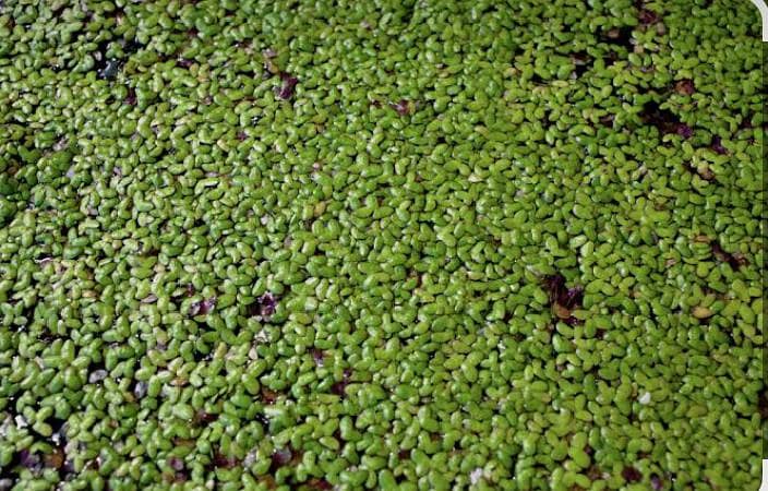 duckweed 0