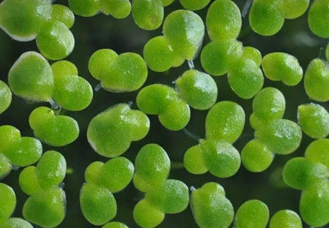 duckweed 1