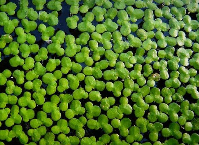 duckweed 2