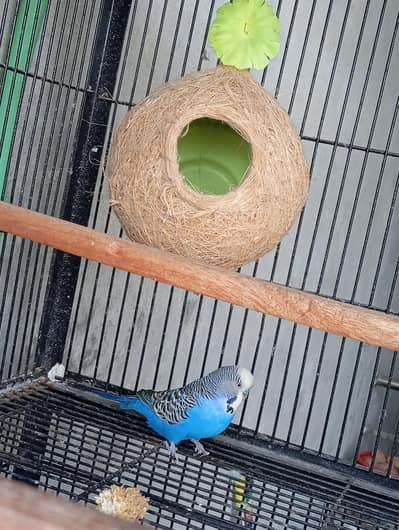 budgie(Australian parrot) sale