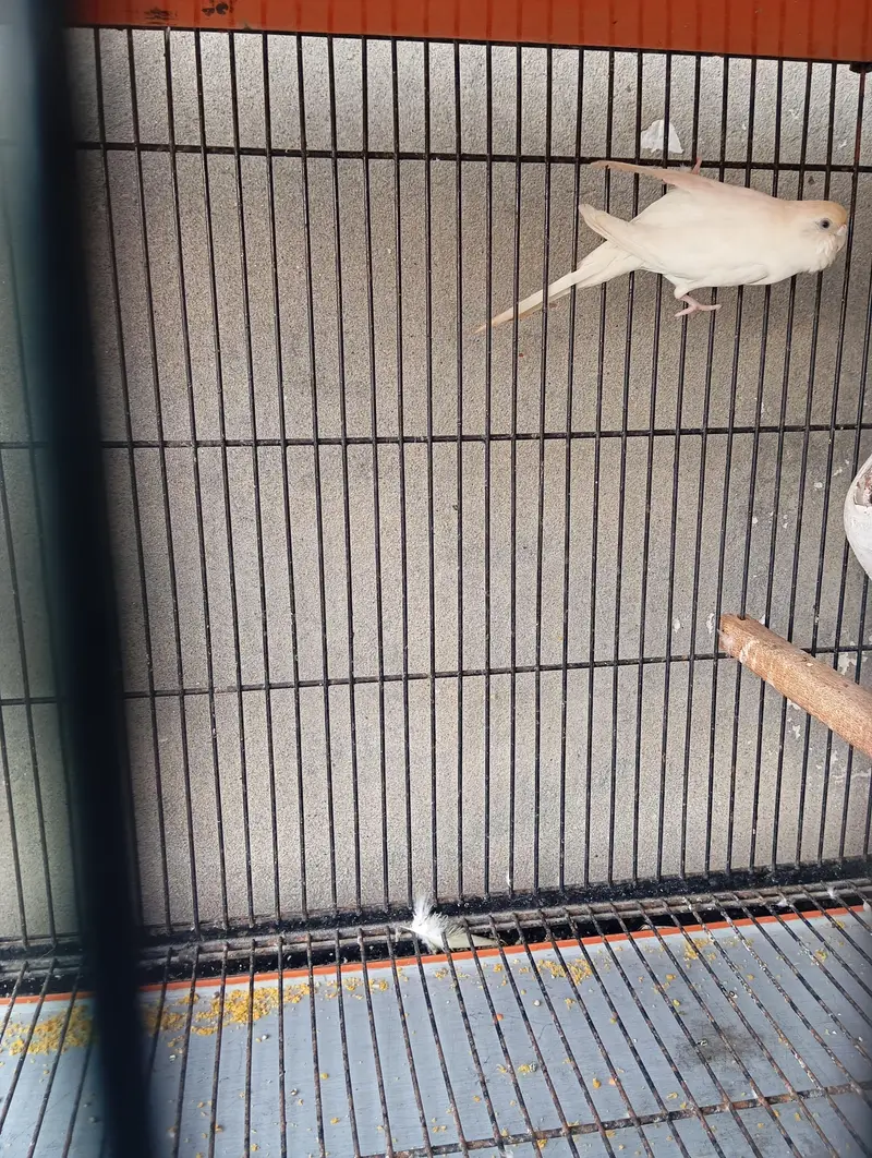 budgie(Australian parrot) sale — photo 2