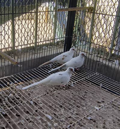 Red pied & Blue pied doves for sale