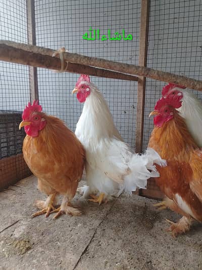 Cock/Male Fancy