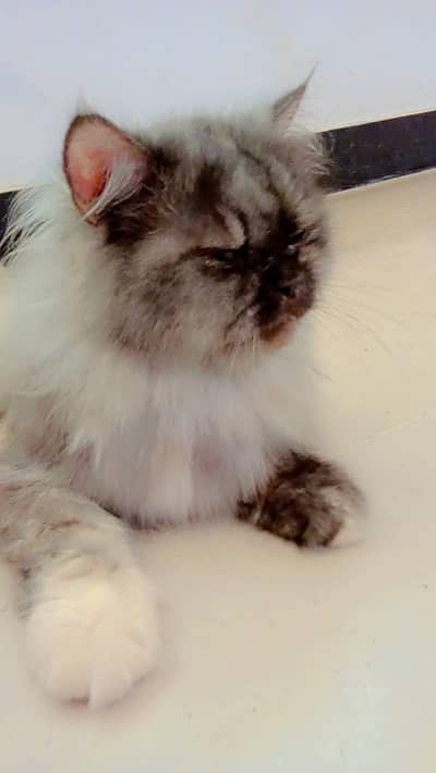 *Washroom Trained Fluffy Persian Cat - Healthy & Playful - Rs 15,000*