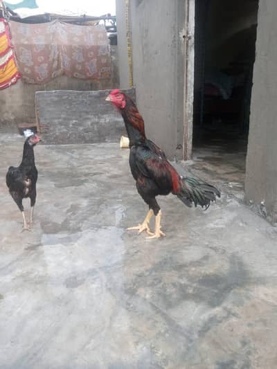 shamo croos patha