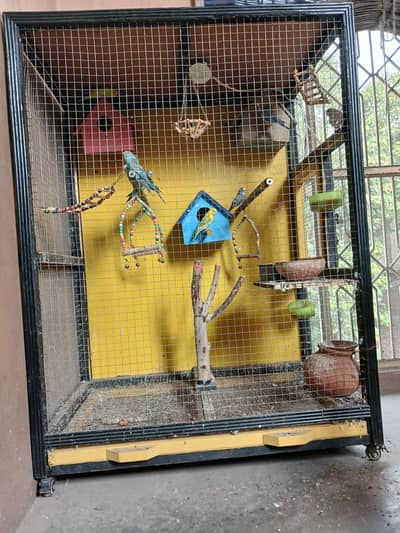 pinjara bara ha full size recently new liya ha 12 parrots ha