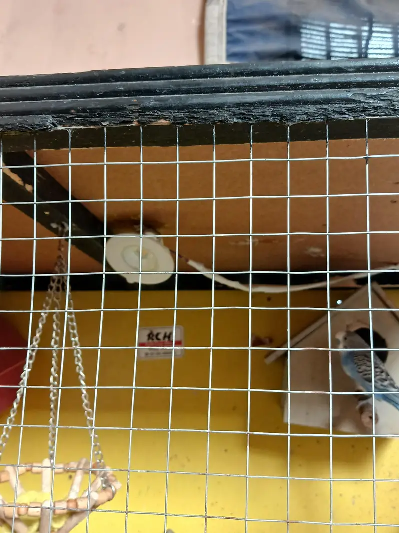 pinjara bara ha full size recently new liya ha 12 parrots ha — photo 3