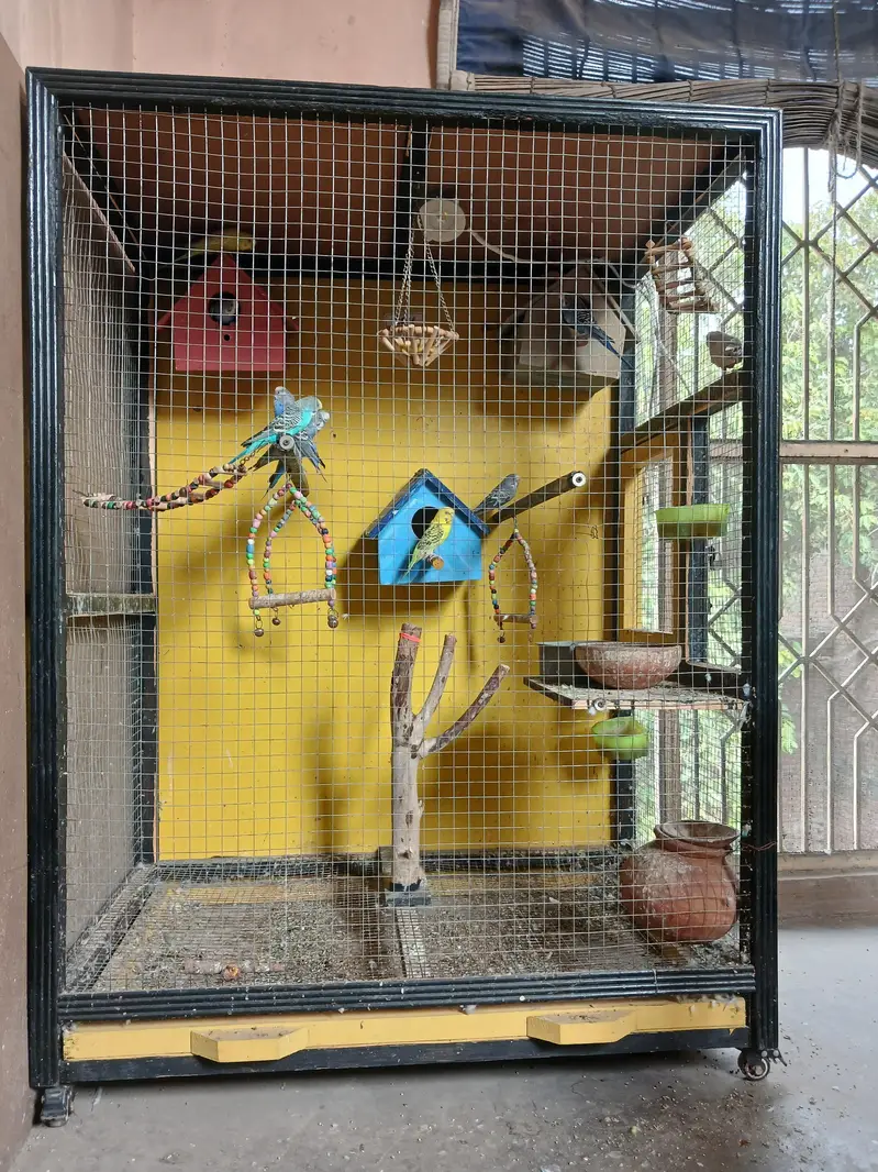pinjara bara ha full size recently new liya ha 12 parrots ha — photo 4