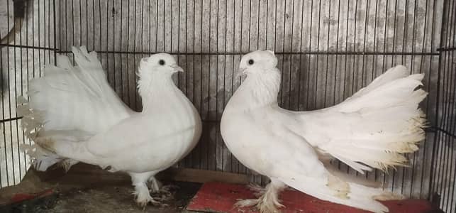 pigeons