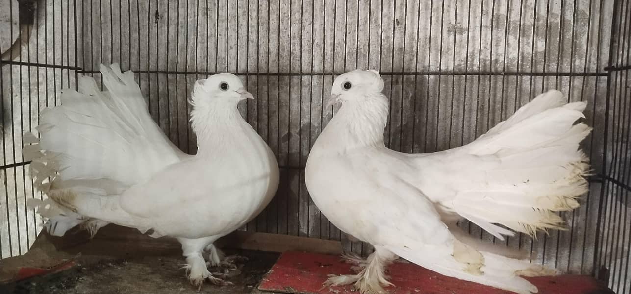 pigeons 0