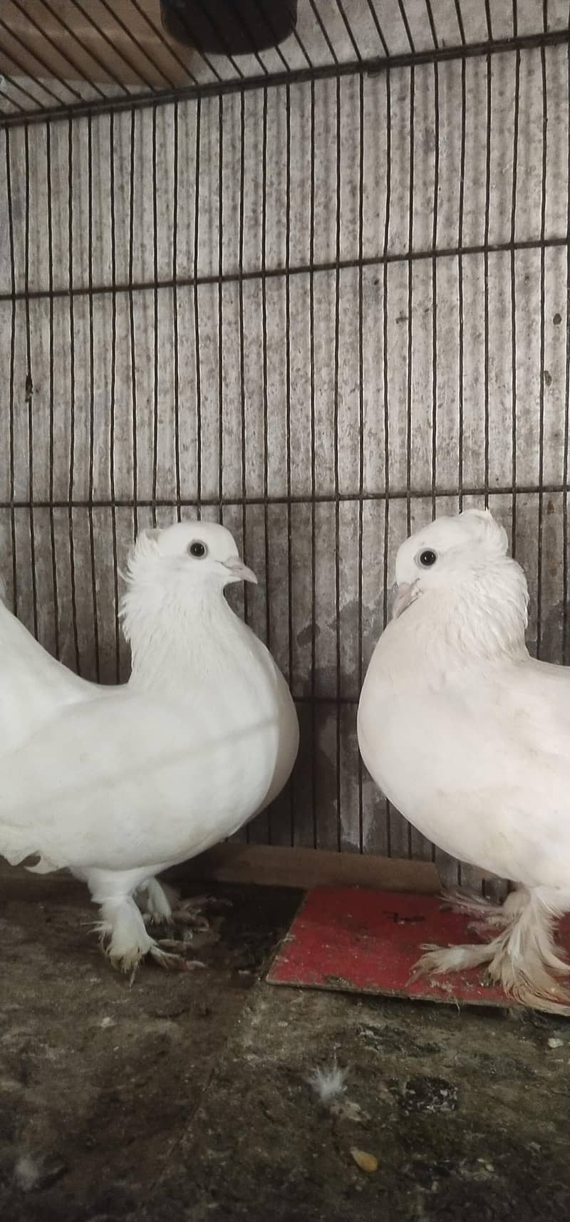 pigeons 1
