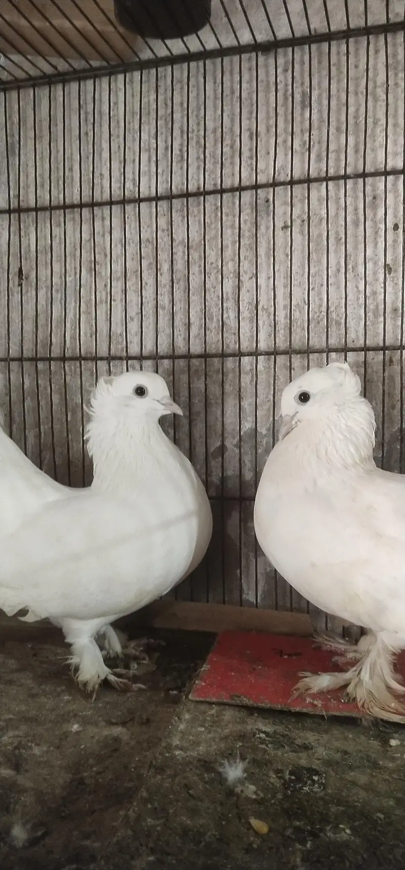 pigeons — photo 2