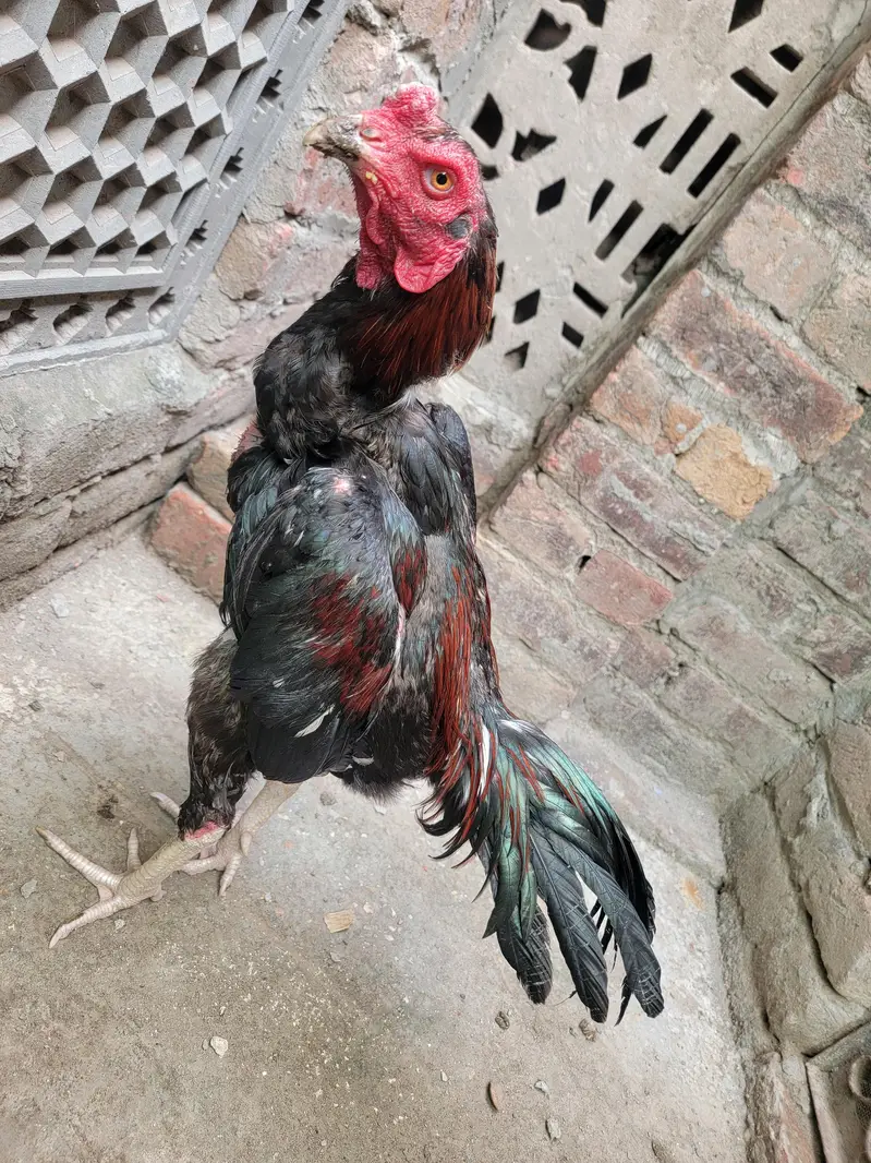 pakoi Japani — photo 2