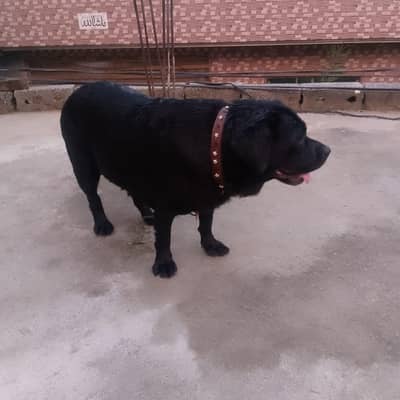 sell My dog