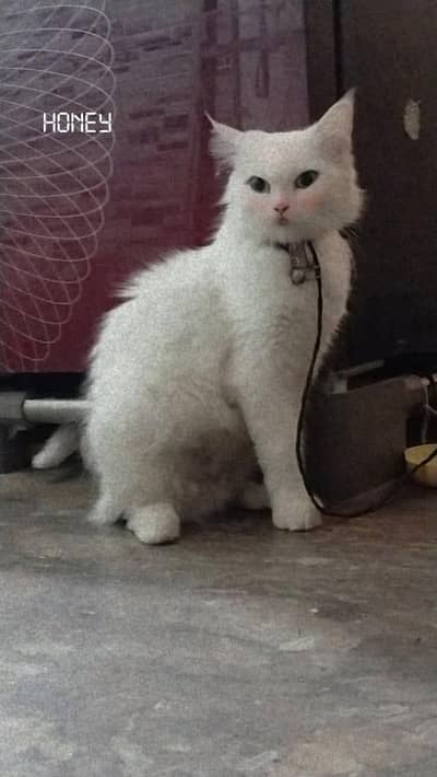 Persian cat triple coat
