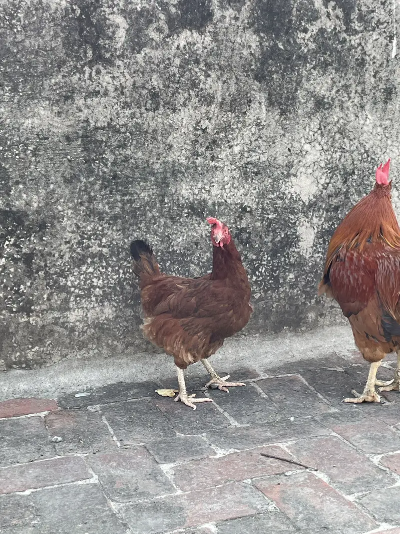 Golden Misri Desi murghe/murghi — photo 4