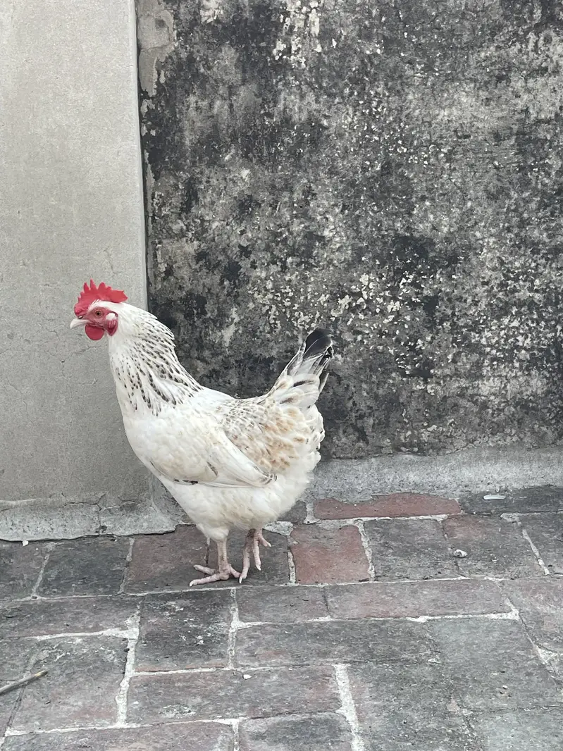 Golden Misri Desi murghe/murghi — photo 3