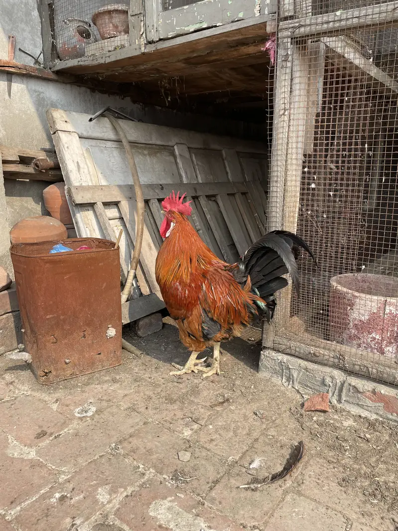 Golden Misri Desi murghe/murghi — photo 2