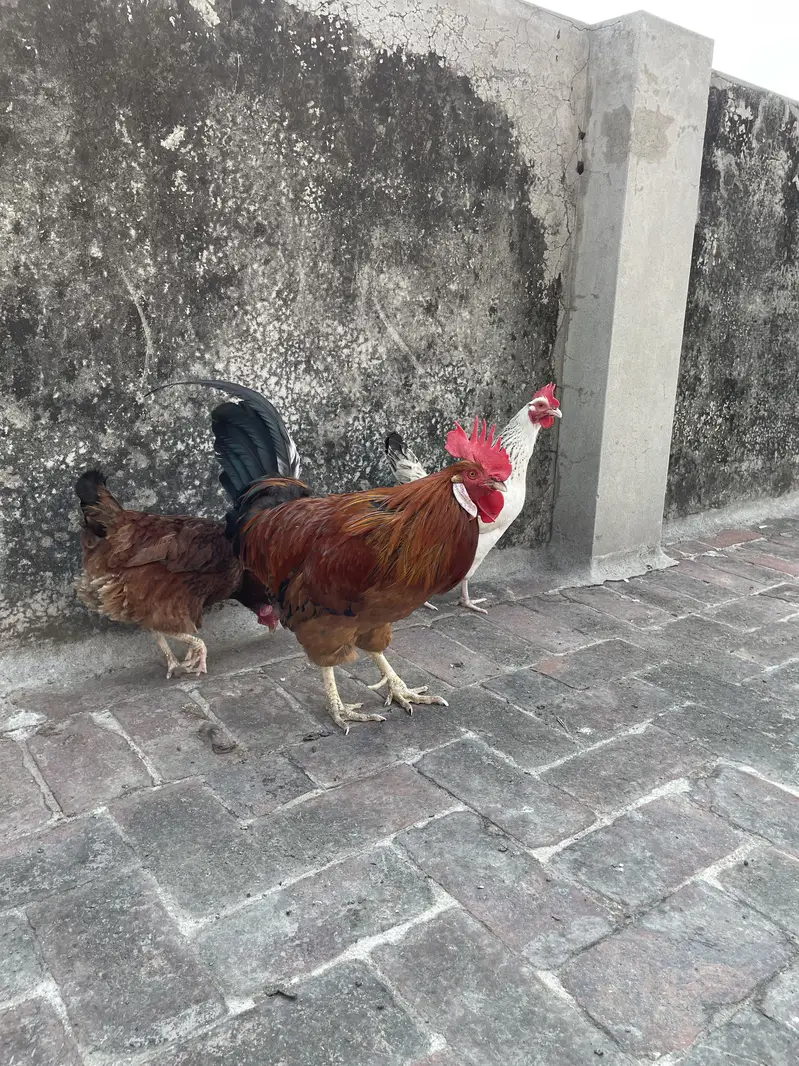 Golden Misri Desi murghe/murghi — photo 5