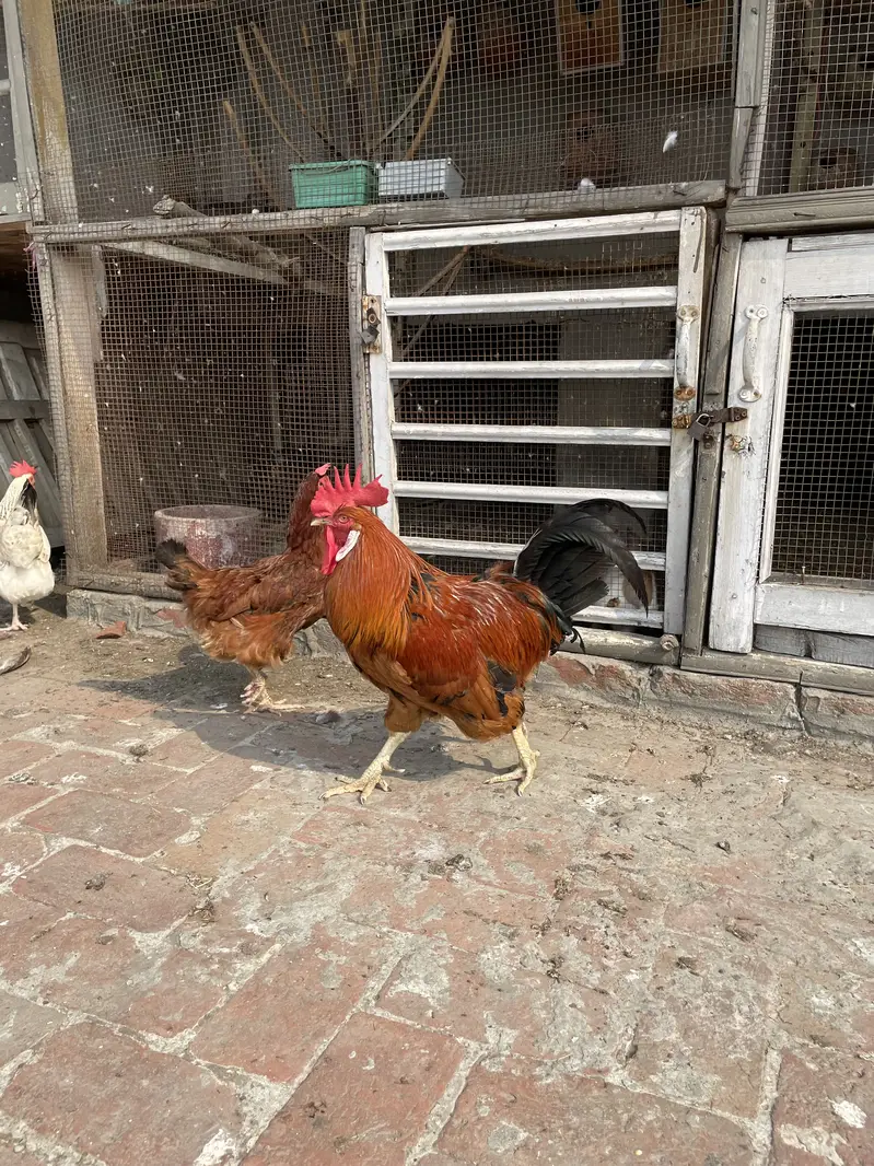 Golden Misri Desi murghe/murghi — photo 6