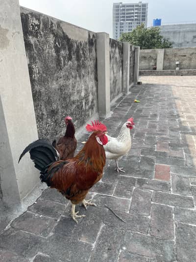 Golden Misri Desi murghe/murghi