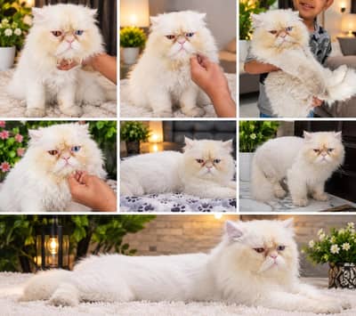 stud male cat for sale