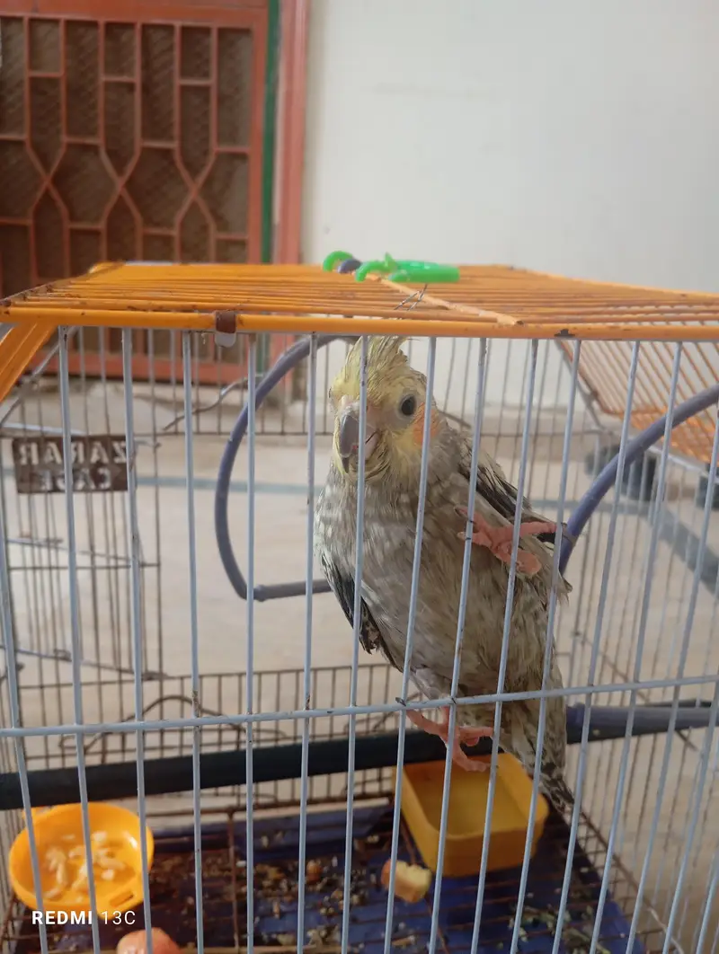 two chicks ready to handtame — photo 2