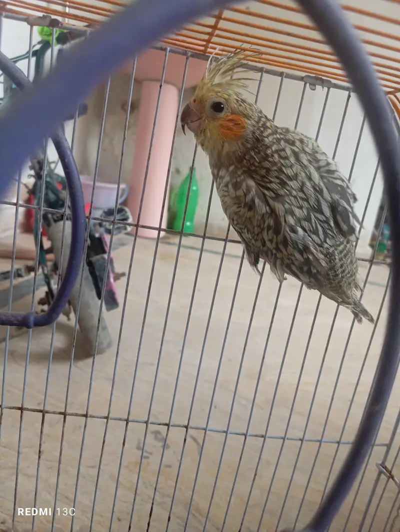 two chicks ready to handtame — photo 3