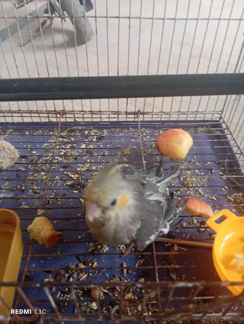 two chicks ready to handtame — photo 4