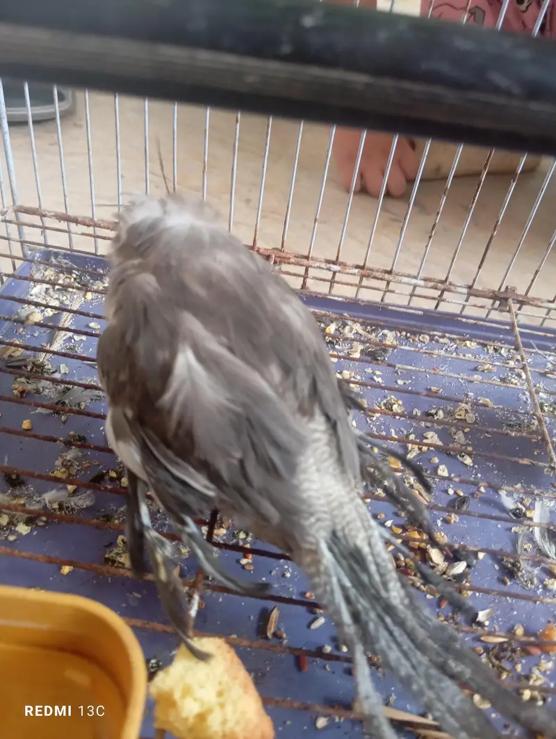 two chicks ready to handtame — photo 5