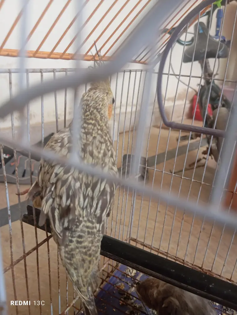 two chicks ready to handtame — photo 6