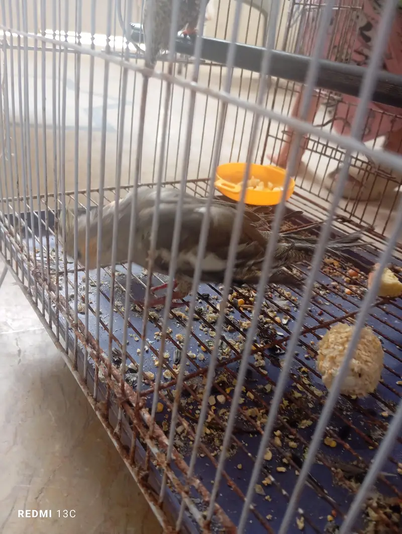 two chicks ready to handtame — photo 7