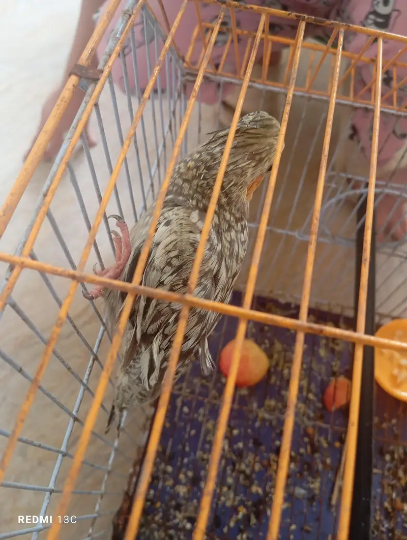 two chicks ready to handtame — photo 8