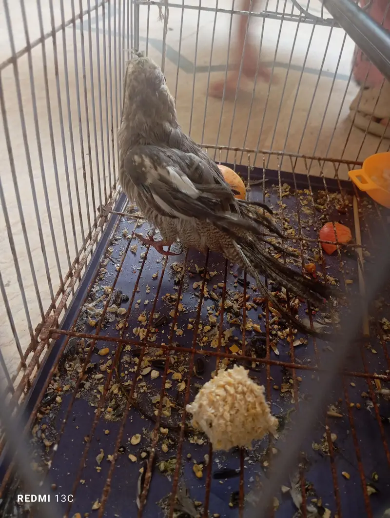 two chicks ready to handtame — photo 9