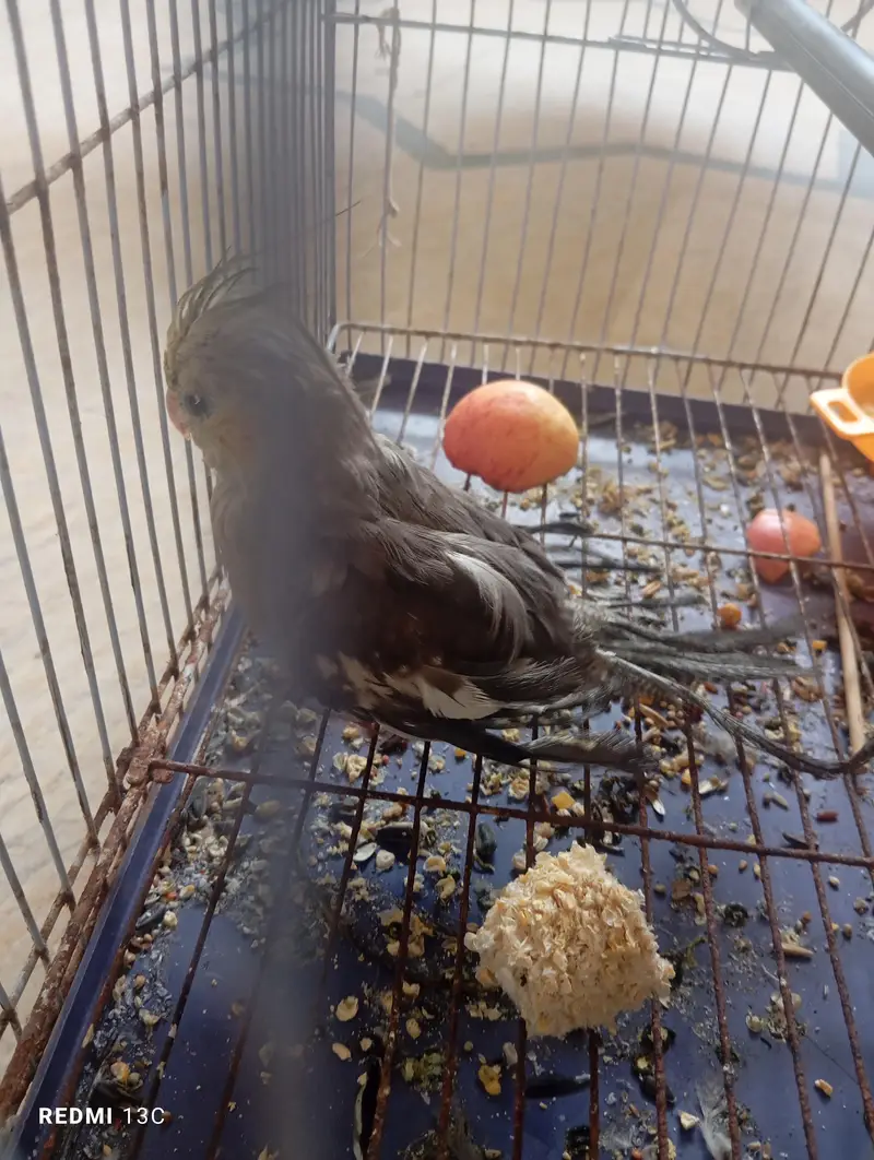 two chicks ready to handtame — photo 10