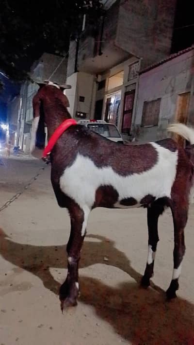 Gulabi ablak bakri 03420286442