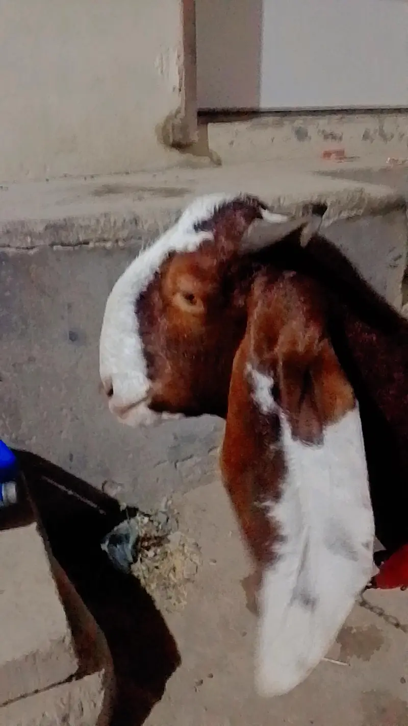 Gulabi ablak bakri 03420286442 — photo 2