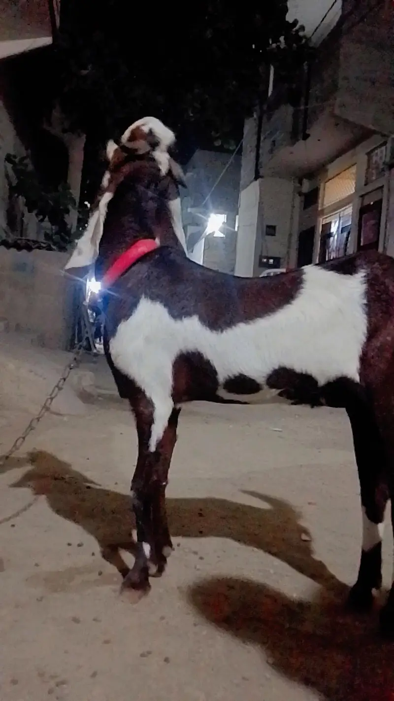 Gulabi ablak bakri 03420286442 — photo 3