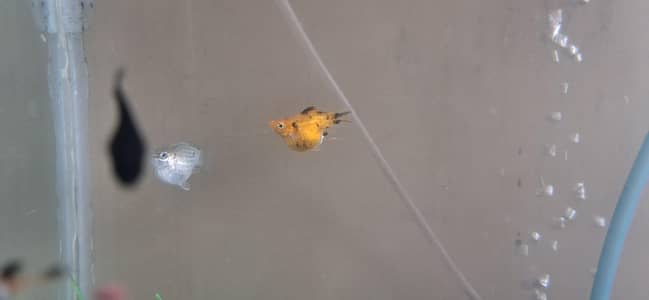 Balloon Molly Fish